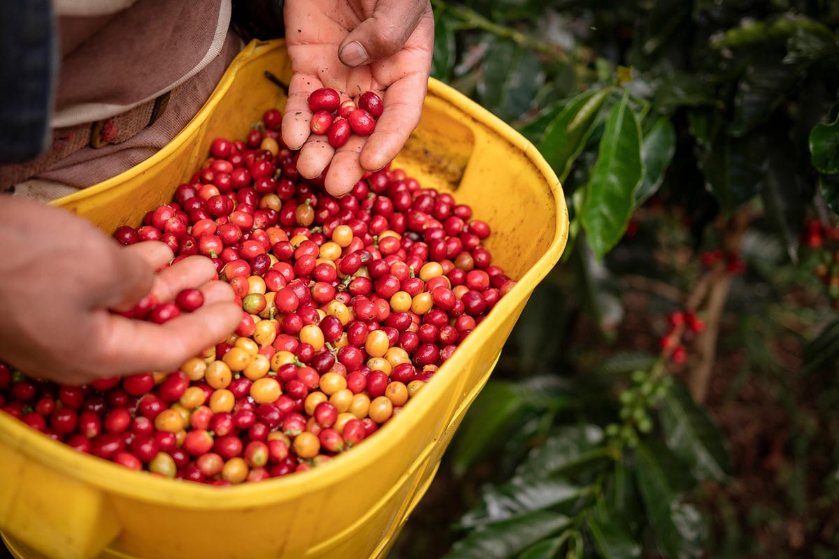 Agriculture café colombien