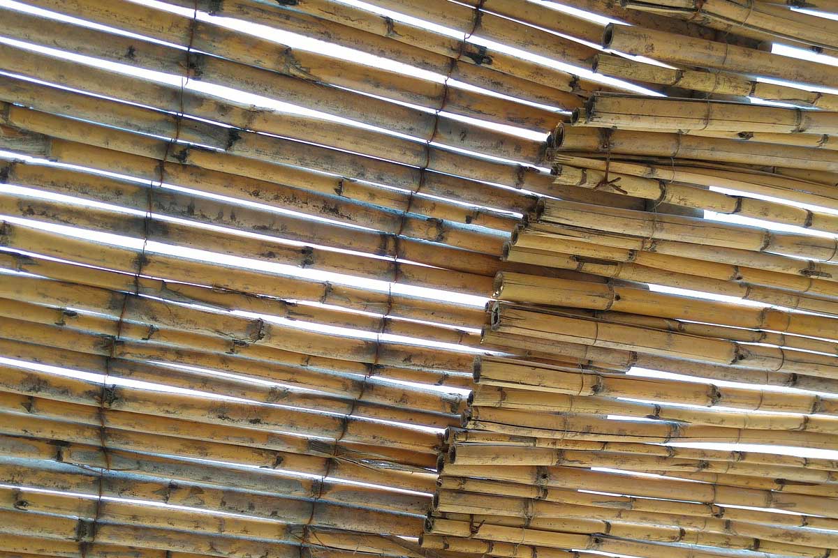Quelle canisse en roseaux pour votre pergola ?